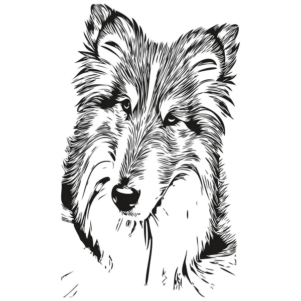 Shetland Schäferhund Schwarz Weiß Vektor Logo Linienkunst Handgezeichnet Vektor Haustiere — Stockvektor