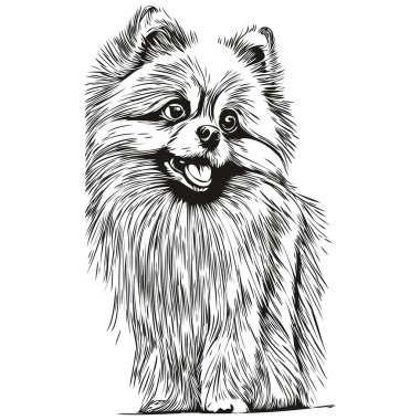 Pomeranya köpeğinin siyah-beyaz vektör logosu, çizgili sanat eseri vektör evcil hayvan illüstrasyonu