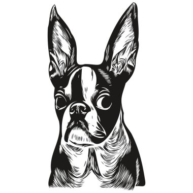Boston Terrier köpek el çizimi vektör çizimi siyah beyaz logo hayvanları çizimi