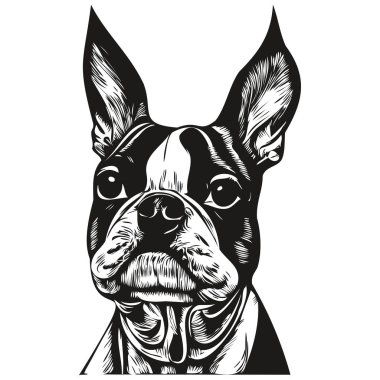 Boston Terrier dog hand drawn vector logo drawing black and white line art pets illustratio