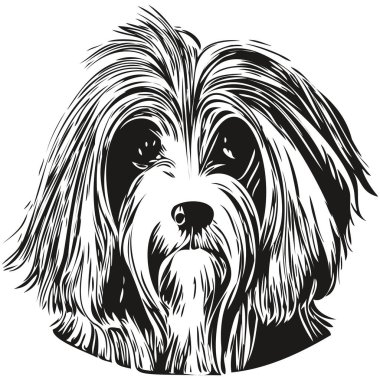 Havanese dog hand drawn vector logo drawing black and white line art pets illustratio