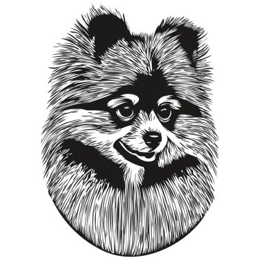Pomeranian spitz dog hand drawn vector logo drawing black and white line art pets illustratio