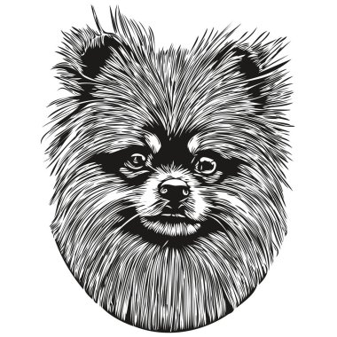 Pomeranian spitz dog line art hand drawing vector logo black and white pets illustratio