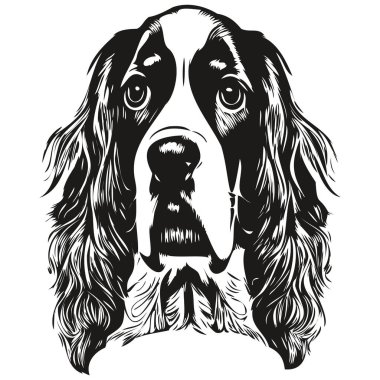 Spaniel İngiliz Springer köpek logosu çizilmiş çizgili sanat vektörü siyah beyaz evcil hayvan illüstrasyonu