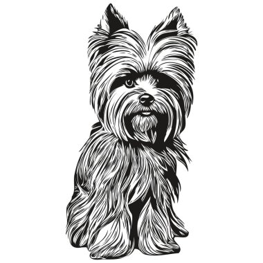 Yorkshire Terrier köpek hattı sanat el çizimi vektör logosu siyah ve beyaz evcil hayvan illüstrasyonu