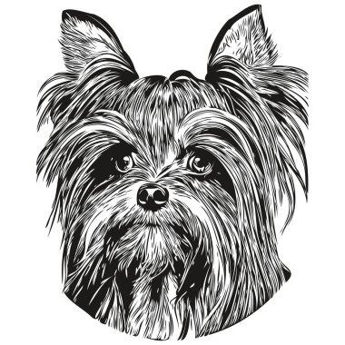 Yorkshire Terrier köpek hattı sanat el çizimi vektör logosu siyah ve beyaz evcil hayvan illüstrasyonu