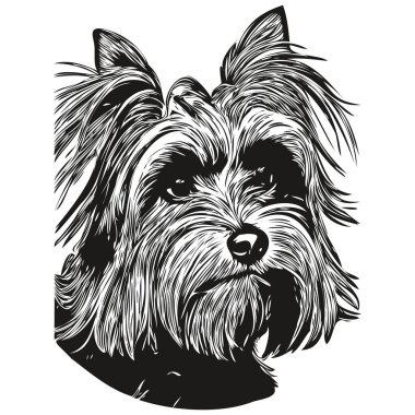 Yorkshire Terrier köpek logosu çizilmiş çizgili sanat vektörü siyah ve beyaz evcil hayvan illüstrasyonu