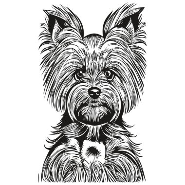 Yorkshire Terrier köpek vektör illüstrasyonu, el çizimi sanat hayvanları logosu siyah ve whit