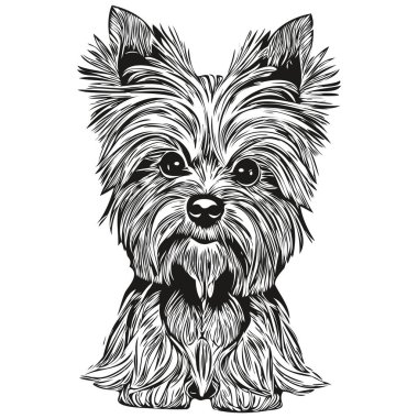 Yorkshire Terrier köpek vektör illüstrasyonu, el çizimi sanat hayvanları logosu siyah ve whit