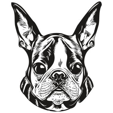 Boston Terrier köpek hattı sanat el çizimi vektör logosu siyah beyaz evcil hayvan illüstrasyonu