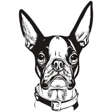 Boston Terrier köpek logosu. El çizimi sanat vektörü. Siyah beyaz evcil hayvan çizimi.