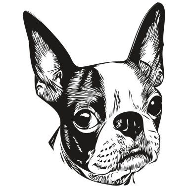 Boston Terrier köpek logosu. El çizimi sanat vektörü. Siyah beyaz evcil hayvan çizimi.