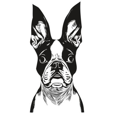 Boston Terrier köpek vektör illüstrasyonu, el çizimi sanat hayvanları logosu siyahı ve whit