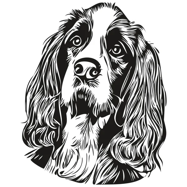 Spaniel English Springer Dog Hand Drawn Vector Line Art Drawing — Stok Vektör