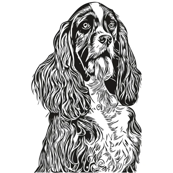 Spaniel English Springer Dog Hand Drawn Vector Line Art Drawing — Διανυσματικό Αρχείο