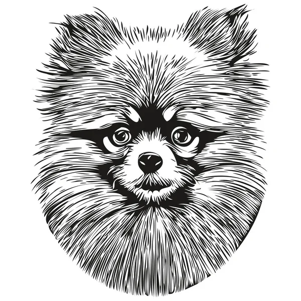 Pomeranian Spitz Cão Vetor Ilustração Linha Desenhada Mão Arte Animais — Vetor de Stock