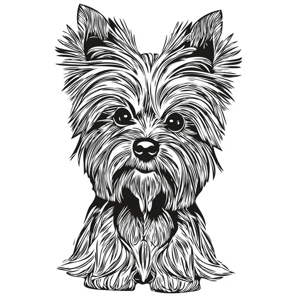 Yorkshire Terrier köpek vektör illüstrasyonu, el çizimi sanat hayvanları logosu siyah ve whit