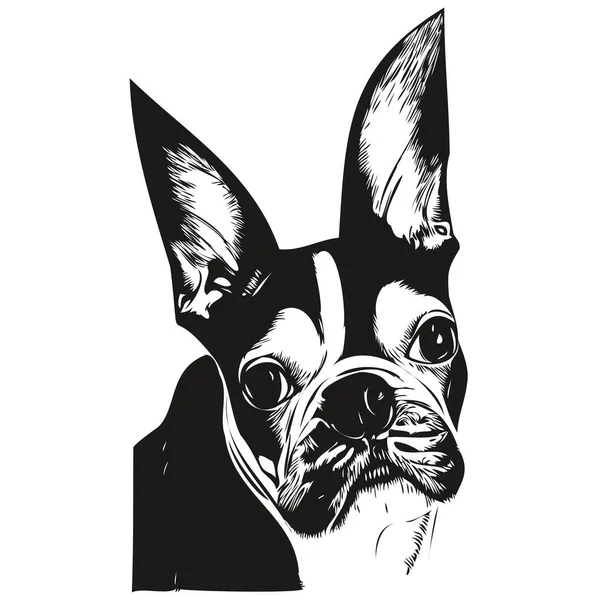 Boston Terrier Dog Hand Drawn Vector Logo Drawing Black White — Vector de stock