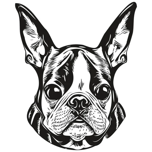 Boston Terrier Perro Línea Arte Mano Dibujo Vector Logo Blanco — Vector de stock