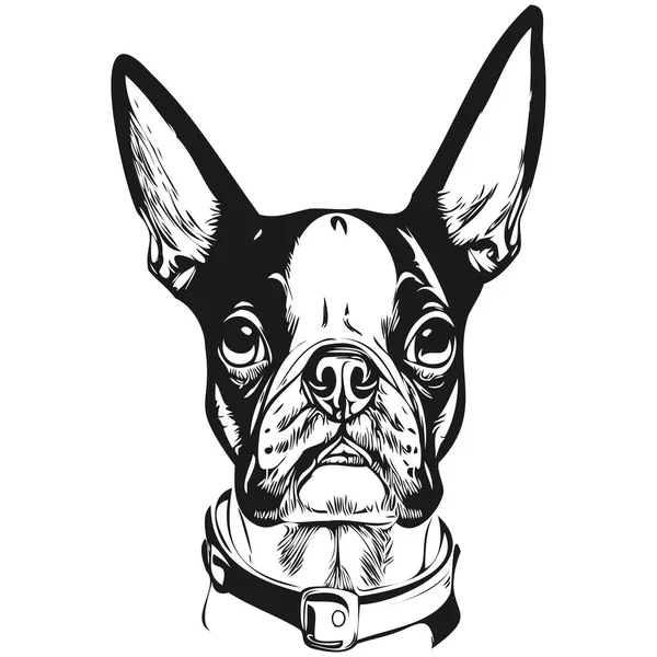 Boston Terrier Dog Logo Hand Drawing Line Art Vector Draw — 스톡 벡터