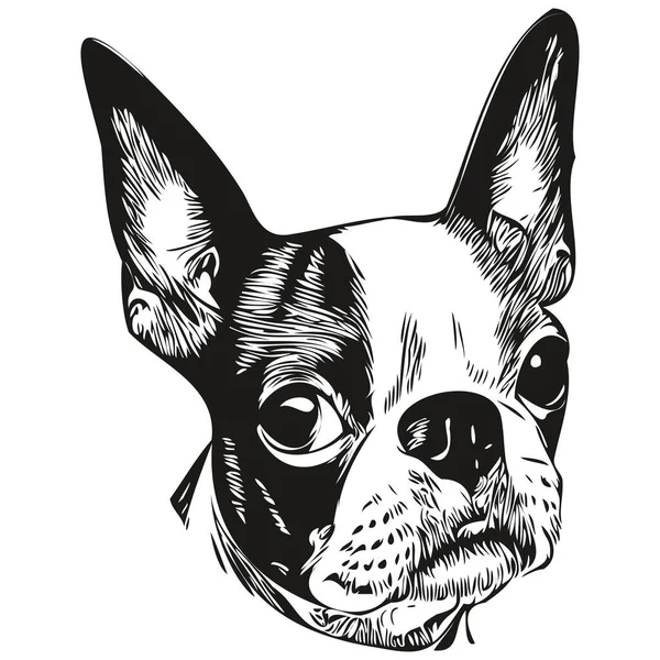 Boston Terrier Köpek Logosu Çizimi Sanat Vektörü Siyah Beyaz Evcil — Stok Vektör