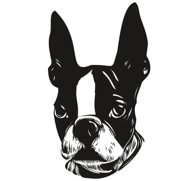 波士顿特瑞尔犬标志手绘线条艺术矢量画黑白宠物插图 — 图库矢量图片