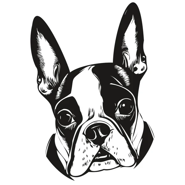 Boston Terrier Hond Vector Illustratie Met Hand Getrokken Lijn Kunst — Stockvector