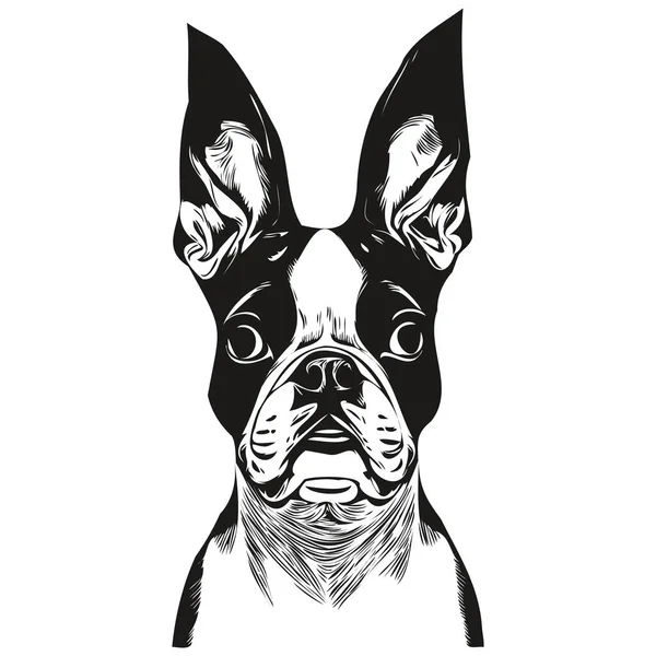 ボストンテリア犬ベクトルイラスト 手描きラインアートペットロゴ黒と白 — ストックベクタ