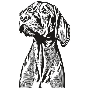 Vizslas köpek çizgisi sanat el çizimi vektör logosu siyah ve beyaz evcil hayvan illüstrasyonu