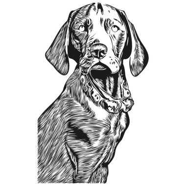 Vizslas köpek çizgisi sanat el çizimi vektör logosu siyah ve beyaz evcil hayvan illüstrasyonu