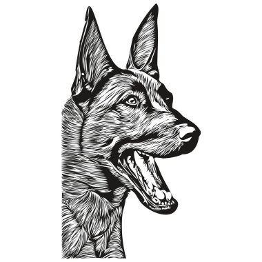 Belçika 'nın Malinois köpek eli çizilmiş sanat vektörü siyah beyaz logo hayvanları grafiği çiziyor