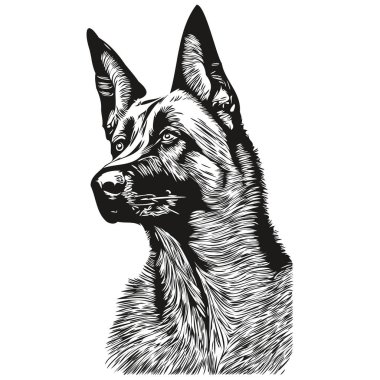 Belçika Malinois köpek logosu çizilmiş çizgili sanat vektörü siyah beyaz evcil hayvan illüstrasyonu