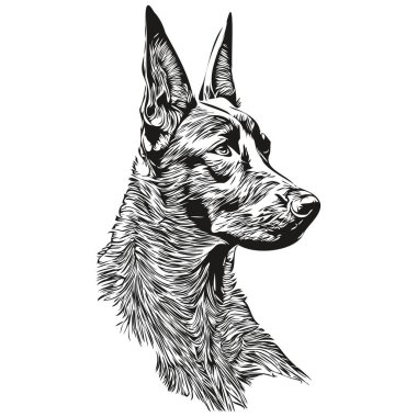 Belçika Malinois köpek logosu çizilmiş çizgili sanat vektörü siyah beyaz evcil hayvan illüstrasyonu