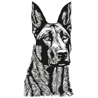 Belçika Malinois köpek logosu çizilmiş çizgili sanat vektörü siyah beyaz evcil hayvan illüstrasyonu
