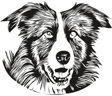 Sınır Collies köpek eli çizilmiş logo siyah beyaz çizgi çizili sanat hayvanları grafiği