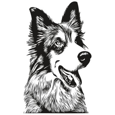 Sınır Collies köpek eli çizilmiş logo siyah beyaz çizgi çizili sanat hayvanları grafiği