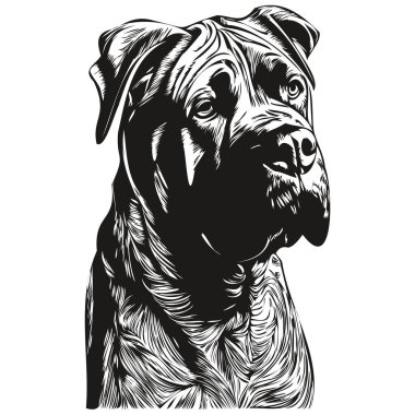 Cane Corso köpek siyah-beyaz vektör logosu, çizgili sanat el çizimi vektör hayvanları çizimi grafiği