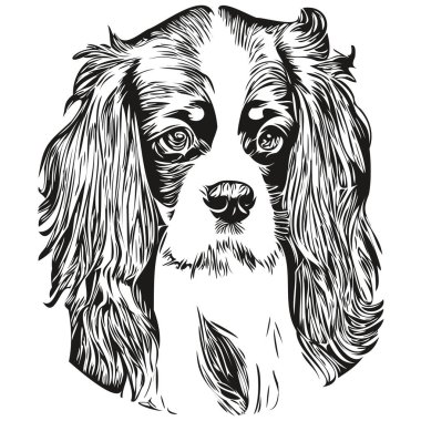 Şövalye Kral Charles Spaniels köpek eliyle çizilmiş sanat vektörü siyah beyaz logo hayvanları çiziyor.