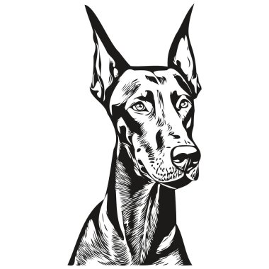 Doberman Pinschers köpek siyah-beyaz vektör logosu, çizgili sanat el çizimi vektör hayvan illüstrasyonu