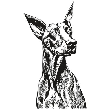 Doberman Pinschers 'ın köpek el çizimi çizimi sanat vektörü siyah beyaz logo hayvanları grafiği