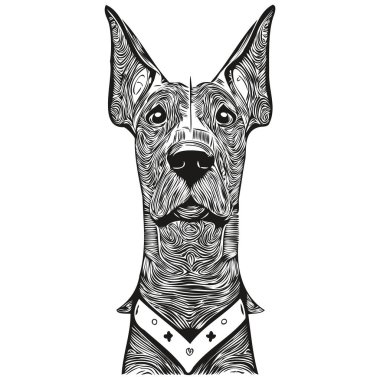 Doberman Pinschers köpek logosu çizilmiş çizgili sanat vektörü siyah-beyaz evcil hayvan çizimi