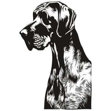 Büyük Danua köpeği el çizimi çizimi sanat vektörü siyah beyaz logo hayvanları grafiği çiziyor