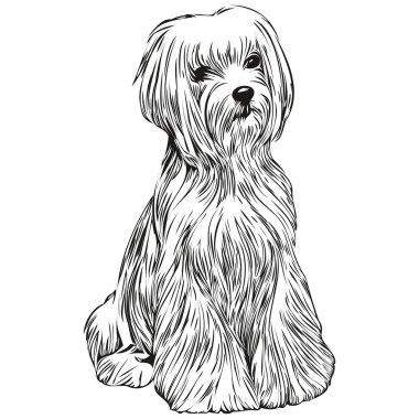 Malta köpeği el çizimi çizimi sanat vektörü siyah beyaz logo hayvanları çizimi