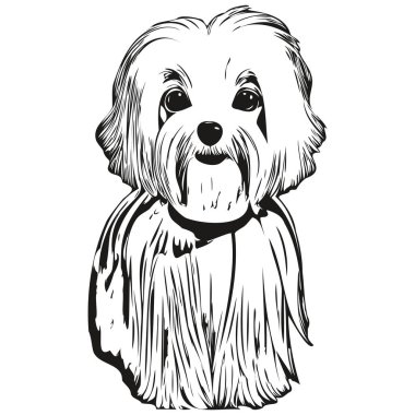 Maltese dog logo hand drawn line art vector drawing black and white pets illustratio clipart