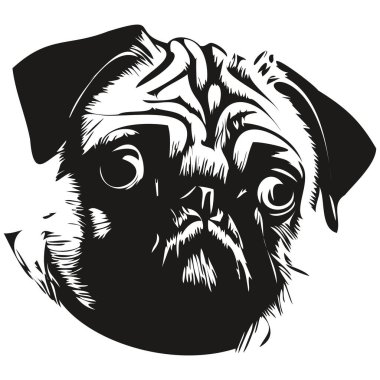 Pugs köpek eli çizilmiş sanat vektörü siyah beyaz logo hayvanları grafiği çiziyor