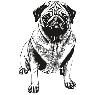Pugs köpek eli çizilmiş vektör çizimi siyah beyaz logo hayvanları çizimi