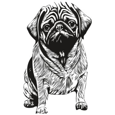Pugs köpek eli çizilmiş vektör çizimi siyah beyaz logo hayvanları çizimi