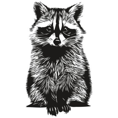 Güzel el çizimi rakun, vektör çizimi siyah ve beyaz.