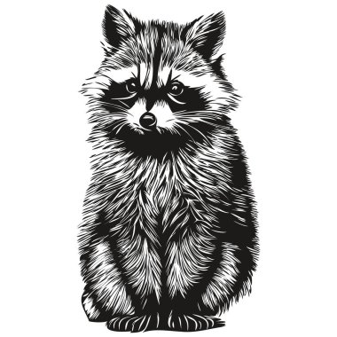 Rakun çizimleri, şeffaf arkaplan çizimleri, el çizimleri.