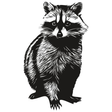 Rakun yarım yamalak, beyaz bir gruptaki rakunun grafik portresi.